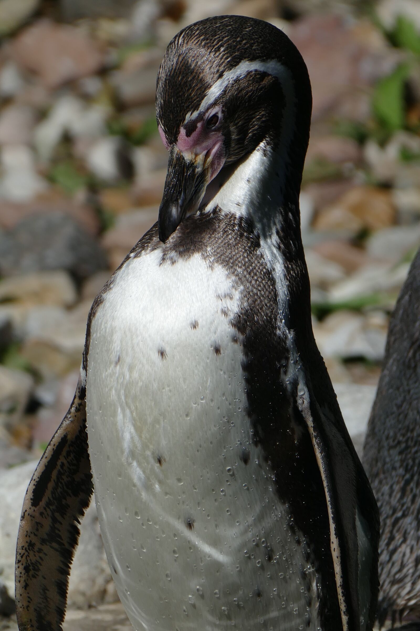 Panasonic Lumix DMC-FZ1000 sample photo. Penguin, close up, detail photography