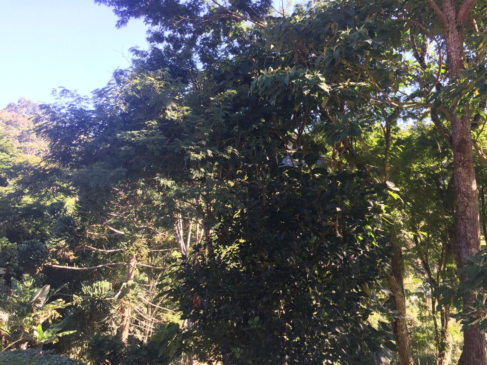 iPhone 6 back camera 4.15mm f/2.2 sample photo. Horizont, trees, outdoor photography
