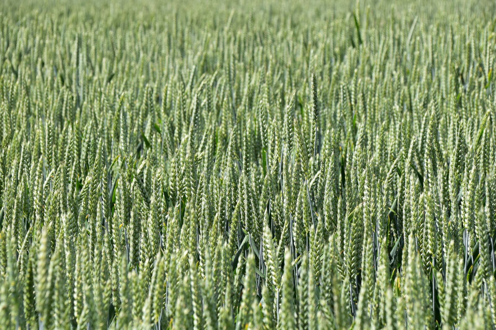 Nikon D5600 sample photo. Wheats, cultivation of cereals photography