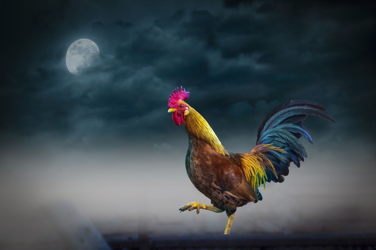 Nikon D3300 sample photo. Animal, night, moon photography