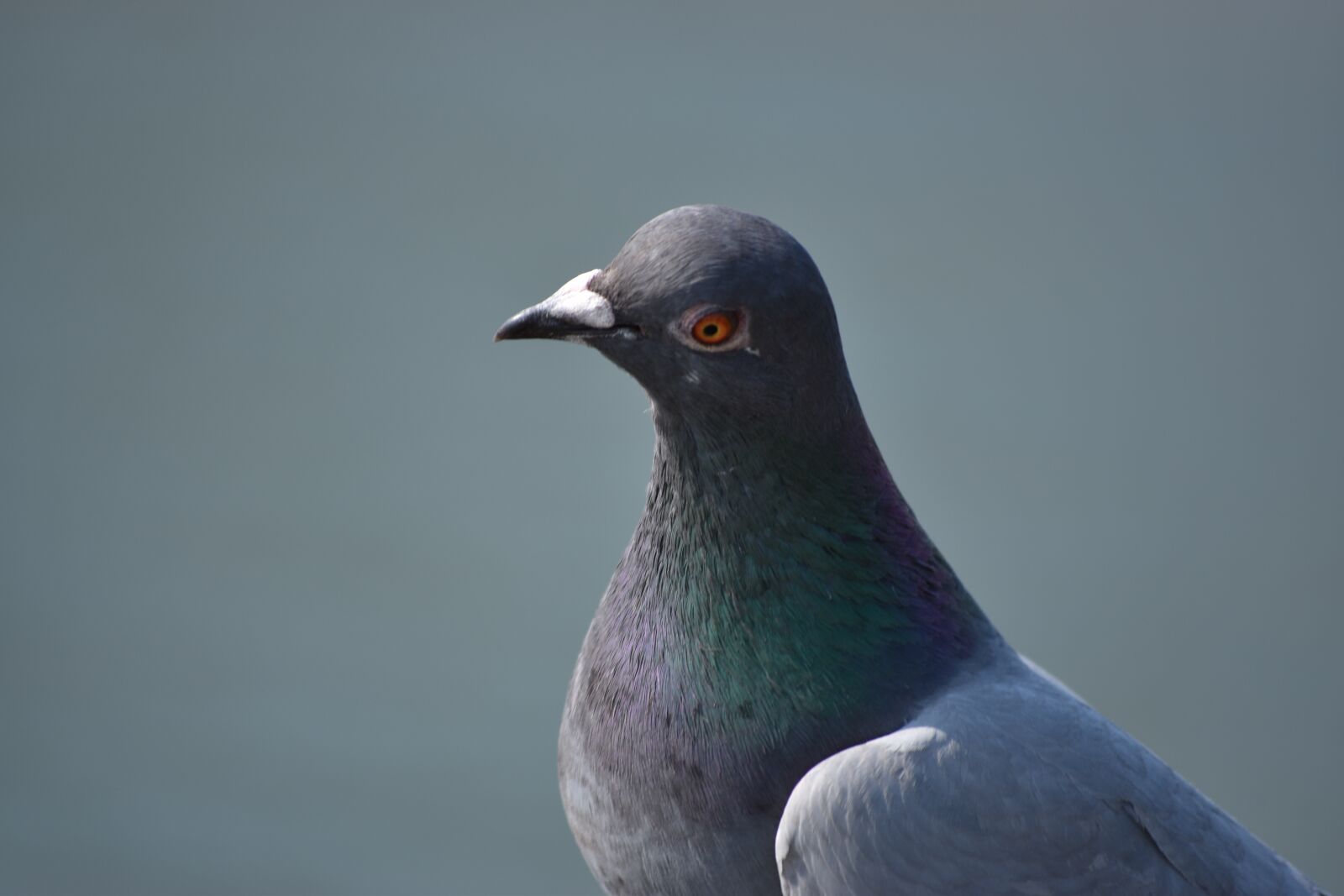 Nikon D5600 sample photo. Pigeon, bird, feather photography