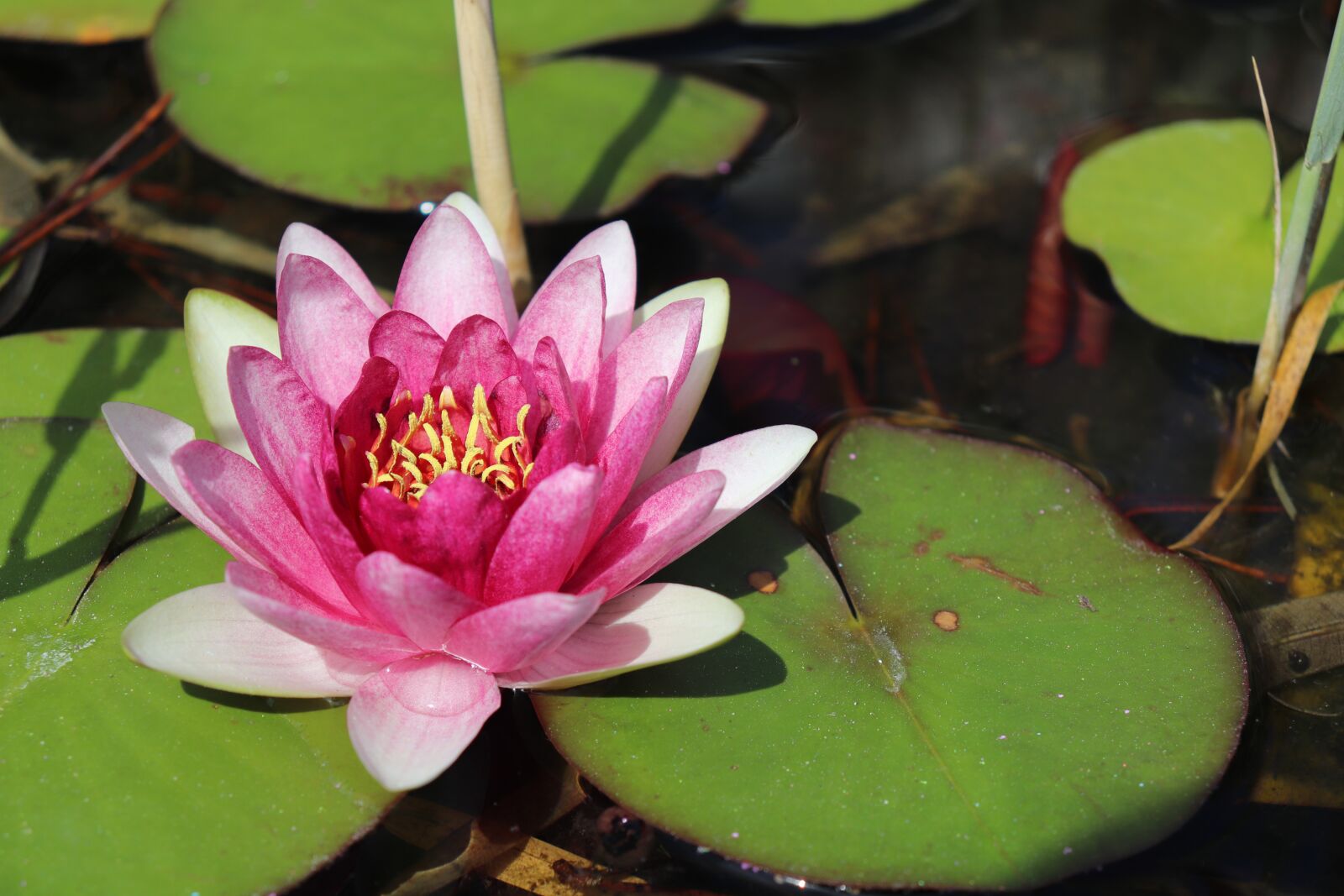 Canon EOS 800D (EOS Rebel T7i / EOS Kiss X9i) sample photo. Nuphar lutea, water lily photography