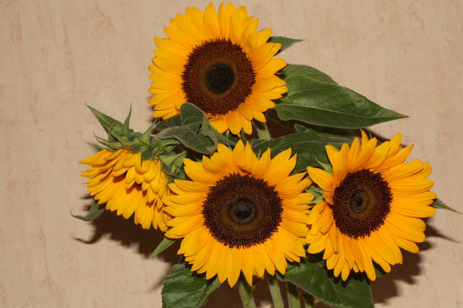 Canon EOS 450D (EOS Rebel XSi / EOS Kiss X2) sample photo. Sunflower, blossom, bloom photography