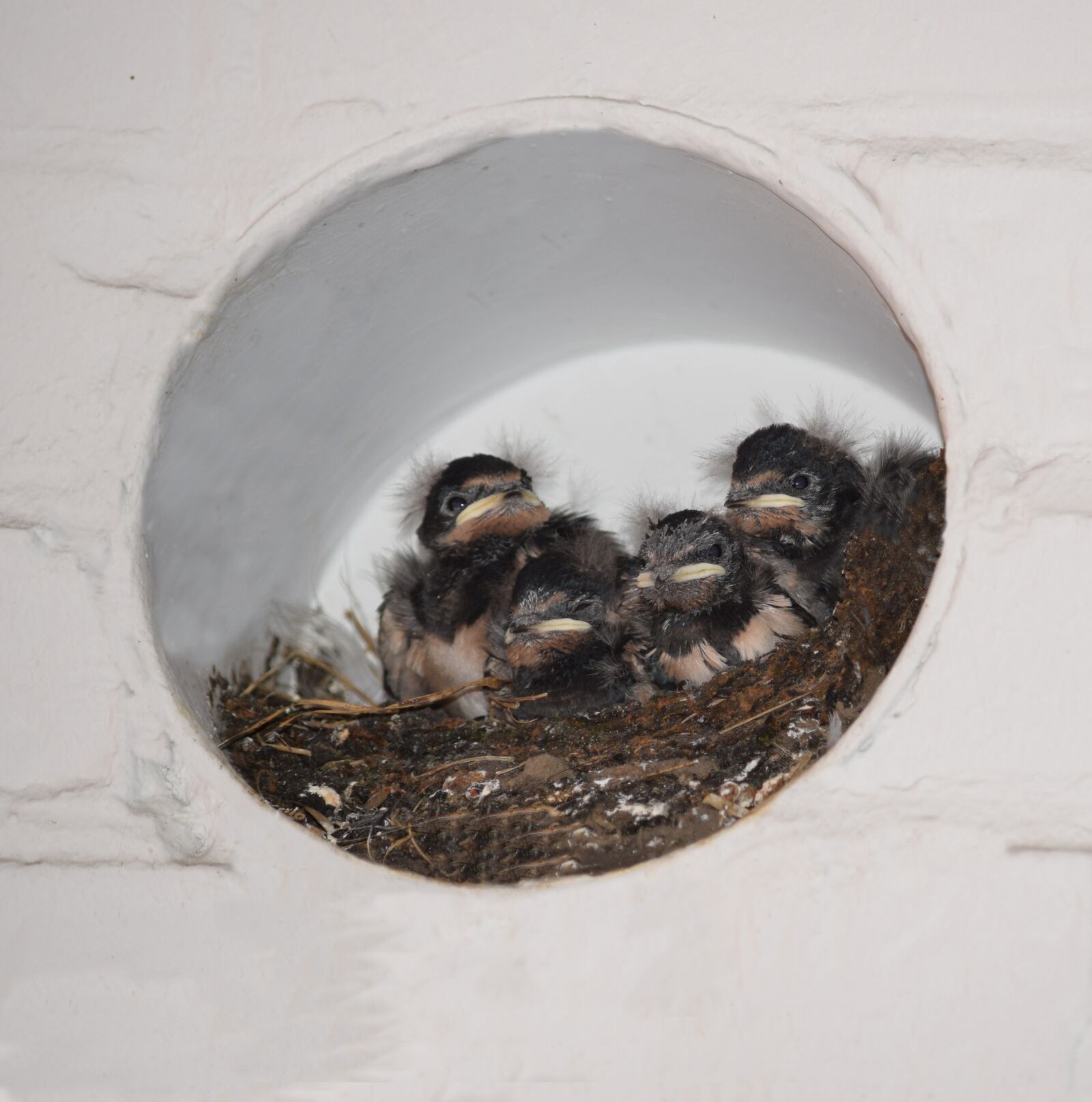 Nikon D5300 sample photo. Barn swallows, nest, bird photography