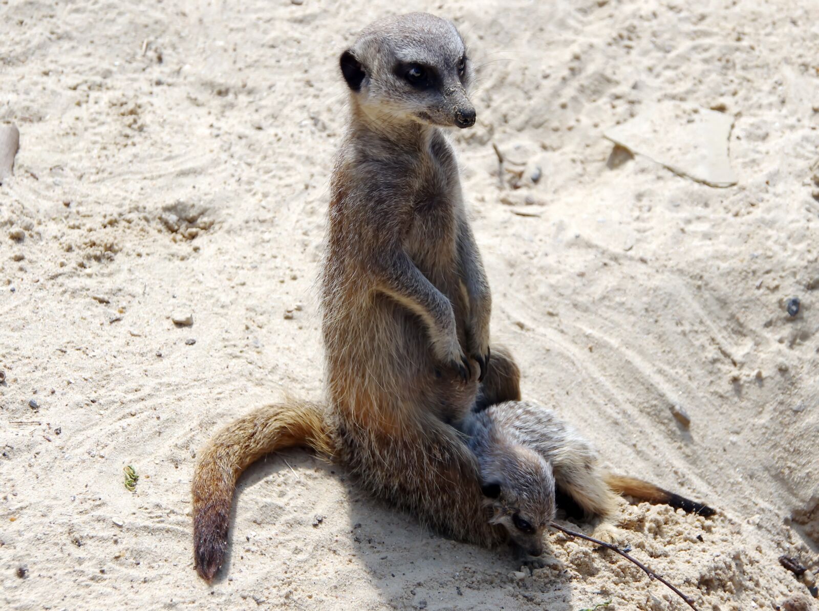 Pentax K-5 sample photo. Suricate, maternity, suricata suricatta photography