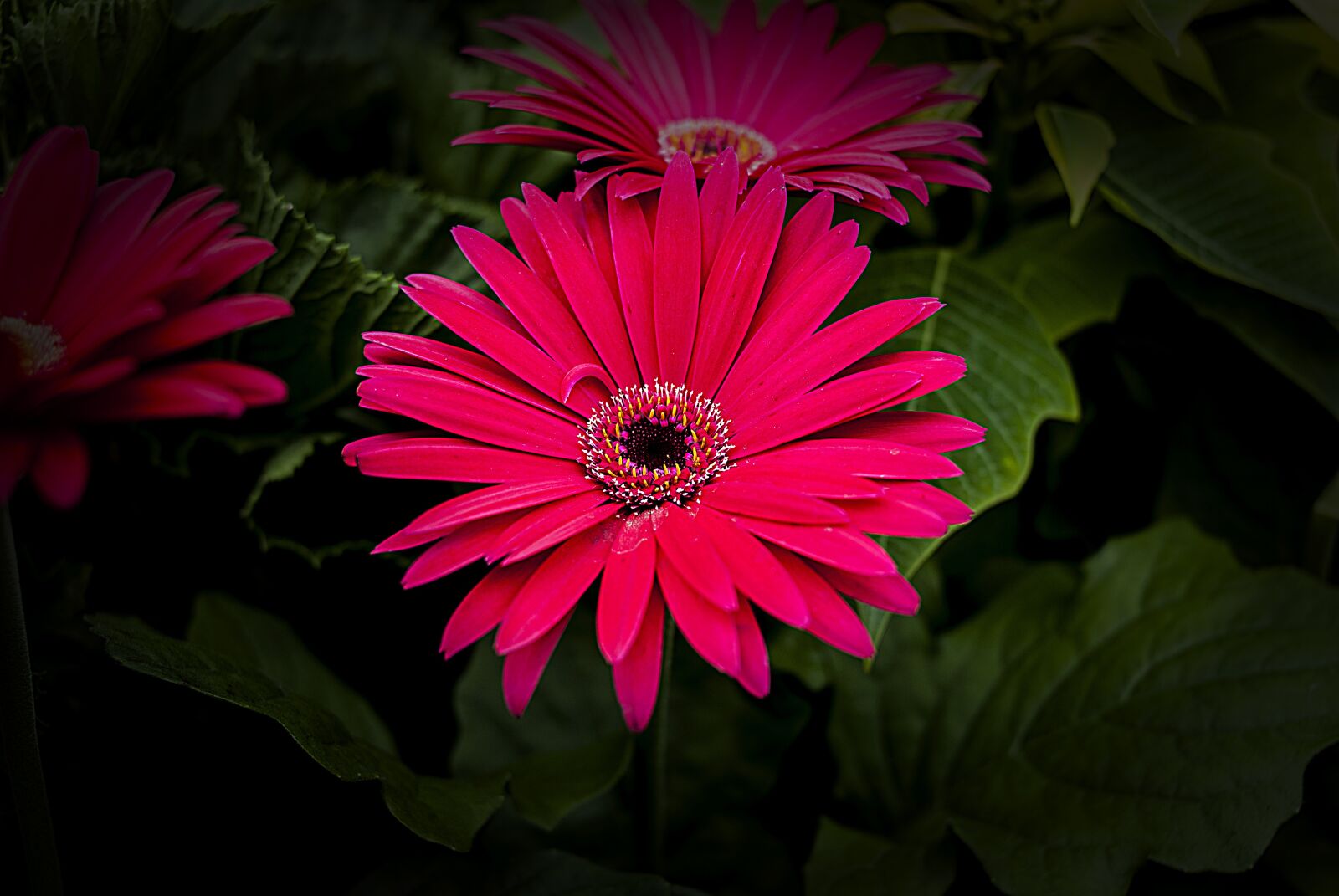 Nikon D60 sample photo. Flower g rbel, flower photography