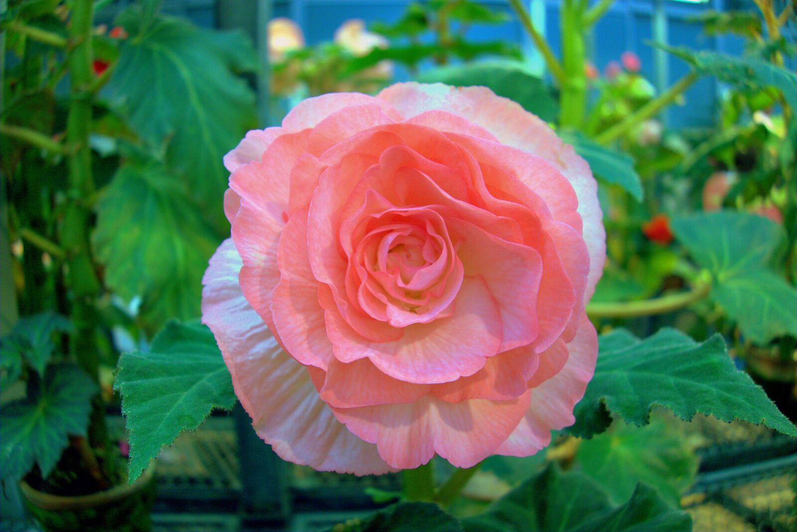 Sony Cyber-shot DSC-RX100 sample photo. Rose, flowers, pink photography