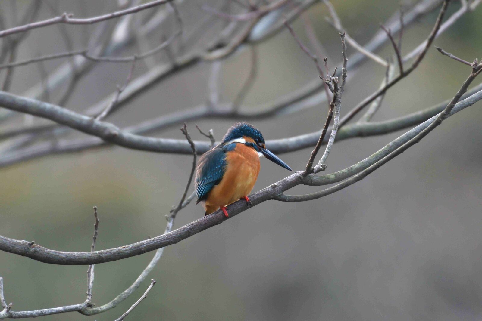 Nikon D500 sample photo. Bird, natural, wild animals photography