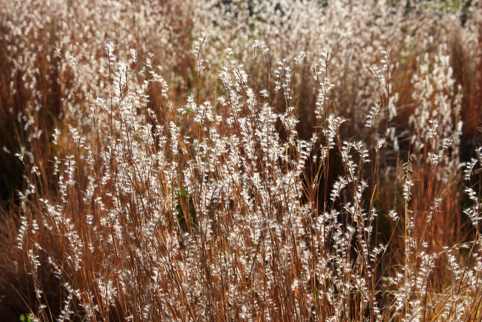 f/3.5-5.6 IS sample photo. Sunlight, autumn, meadow, grass photography