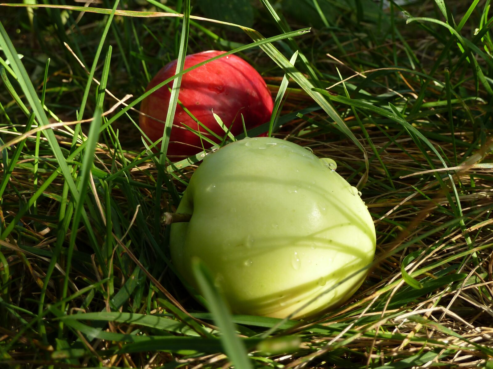Panasonic Lumix DMC-ZS7 (Lumix DMC-TZ10) sample photo. Apples, grass, rosa photography
