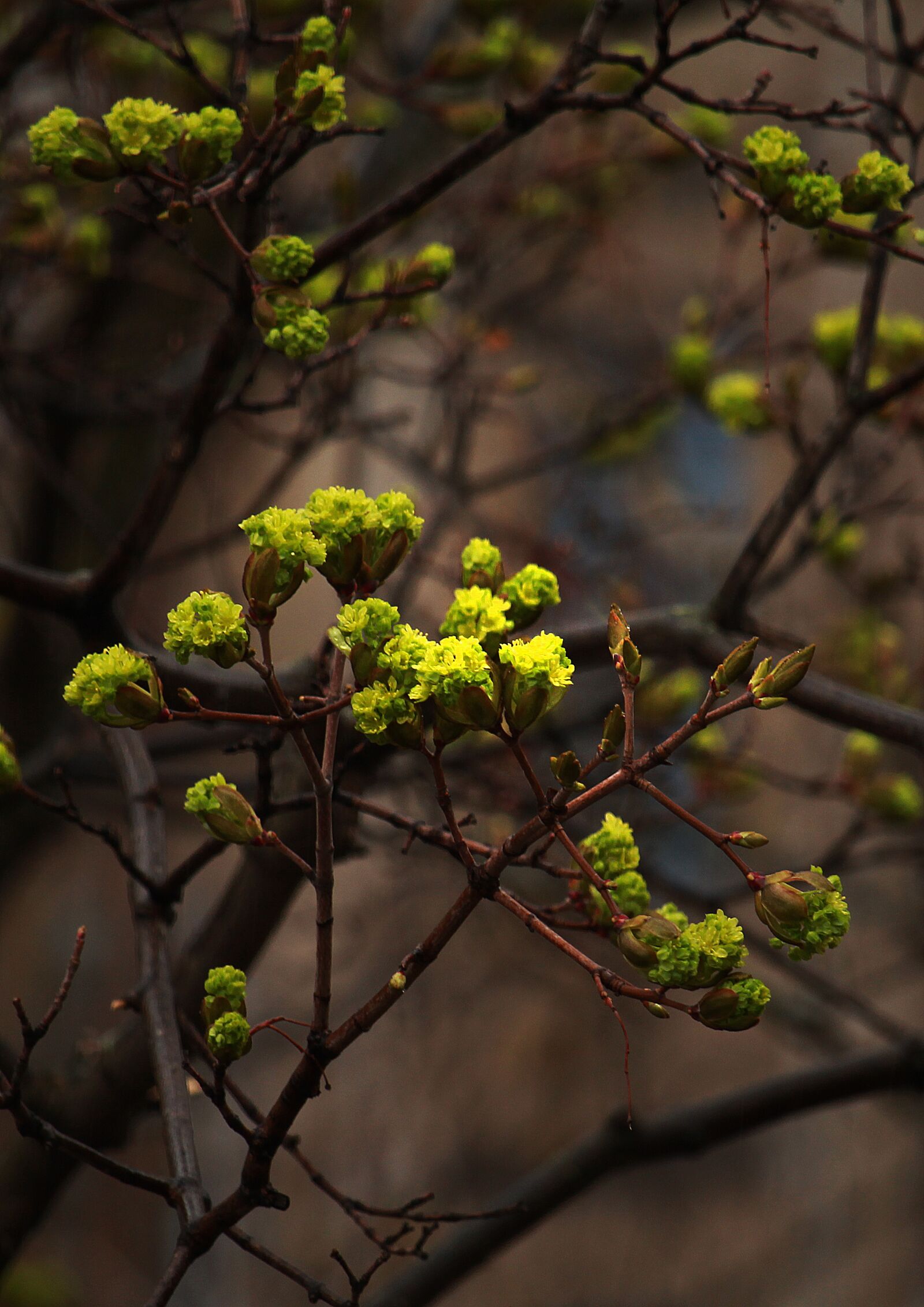Canon EOS 1200D (EOS Rebel T5 / EOS Kiss X70 / EOS Hi) sample photo. Spring, branch, tree photography