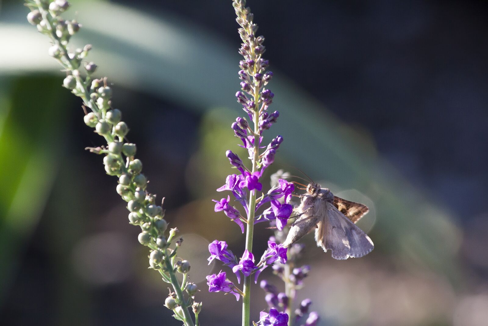 Canon EOS 50D sample photo. Owls, butterfly, insect photography
