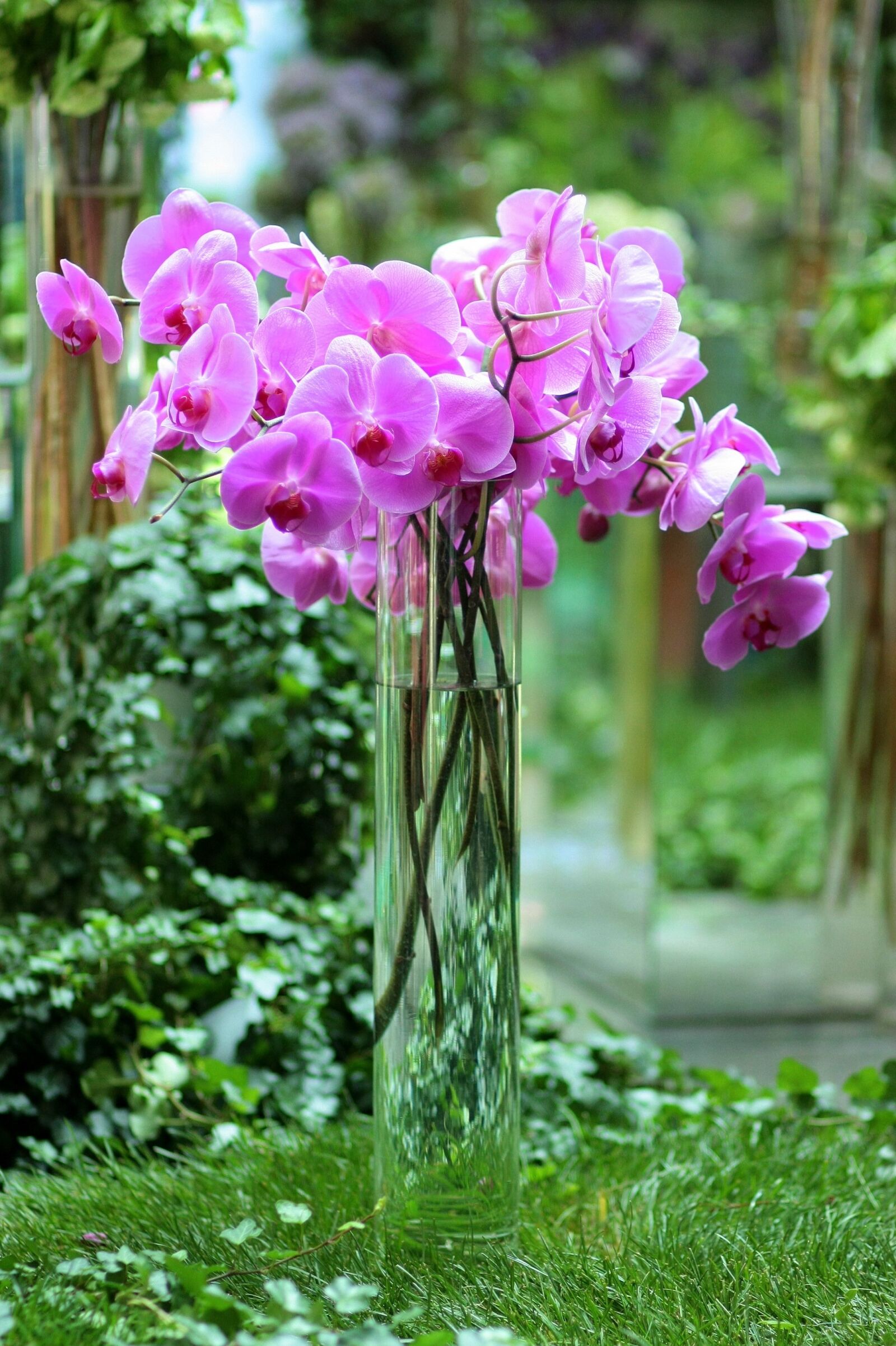 Canon EOS 450D (EOS Rebel XSi / EOS Kiss X2) sample photo. Orchid, mov, bouquet photography