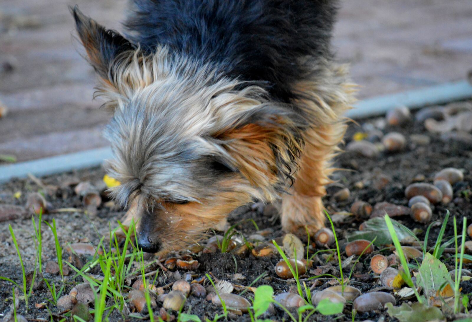 Nikon D3200 sample photo. Yorkshire, dog, walk photography