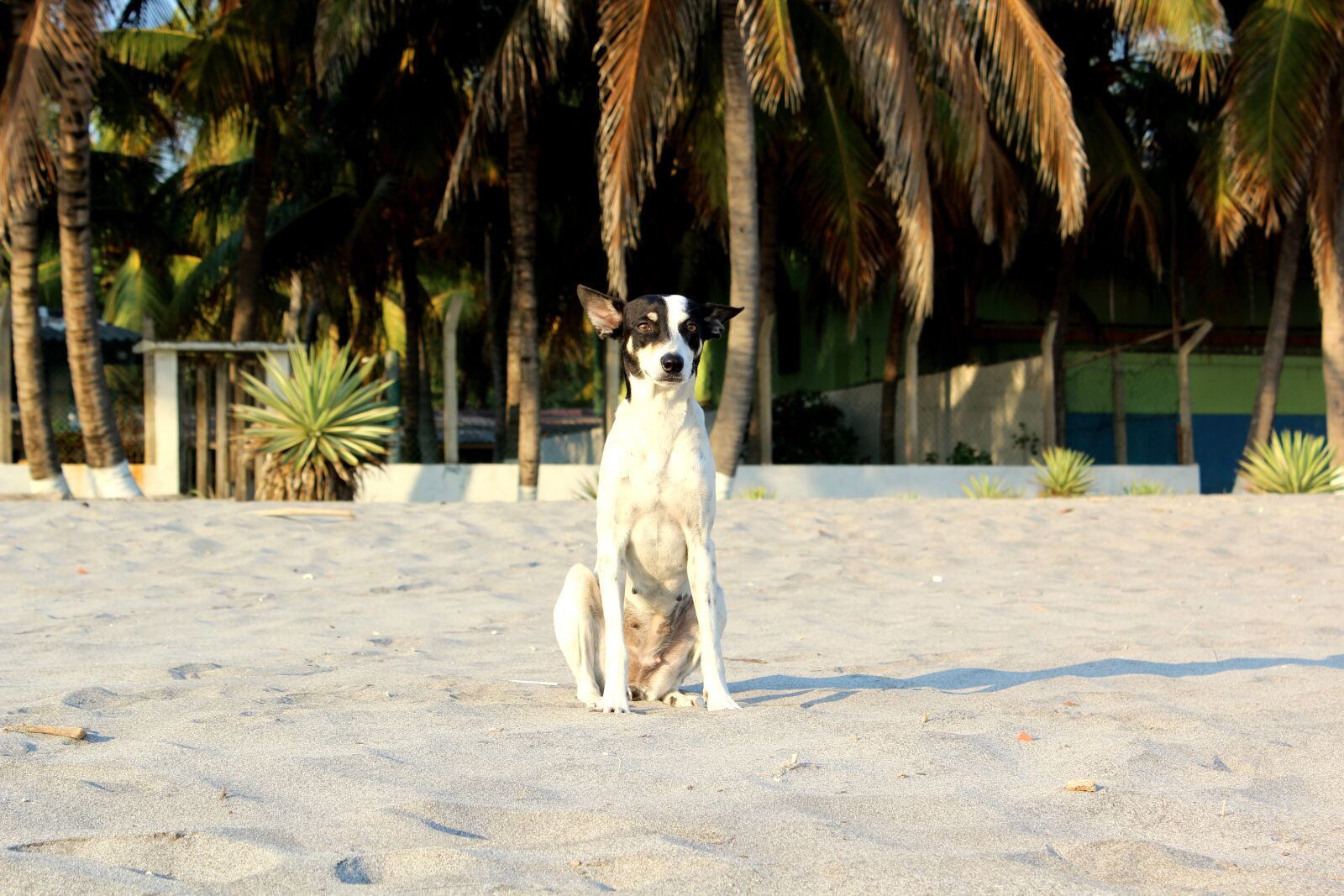 Canon EOS 600D (Rebel EOS T3i / EOS Kiss X5) sample photo. Beach, dog, palm photography