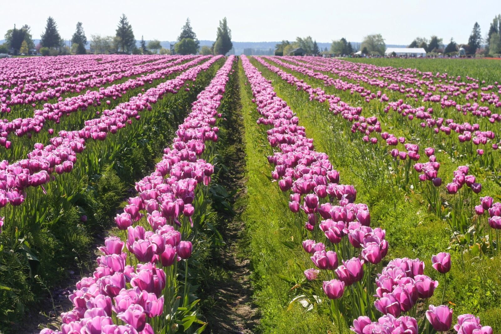 Canon EOS 350D (EOS Digital Rebel XT / EOS Kiss Digital N) sample photo. Tulips, purple, field photography
