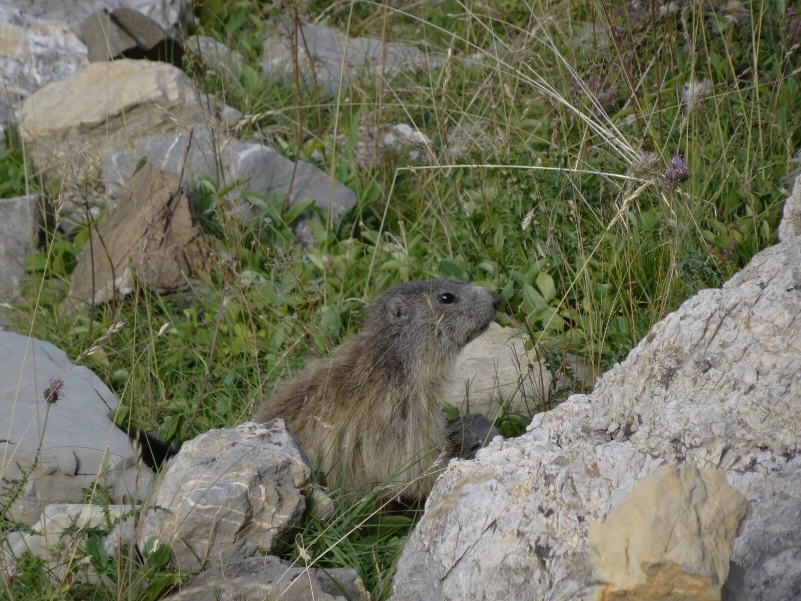 Sony DSC-HX50 sample photo. Marmot, mountain, wildlife alps photography