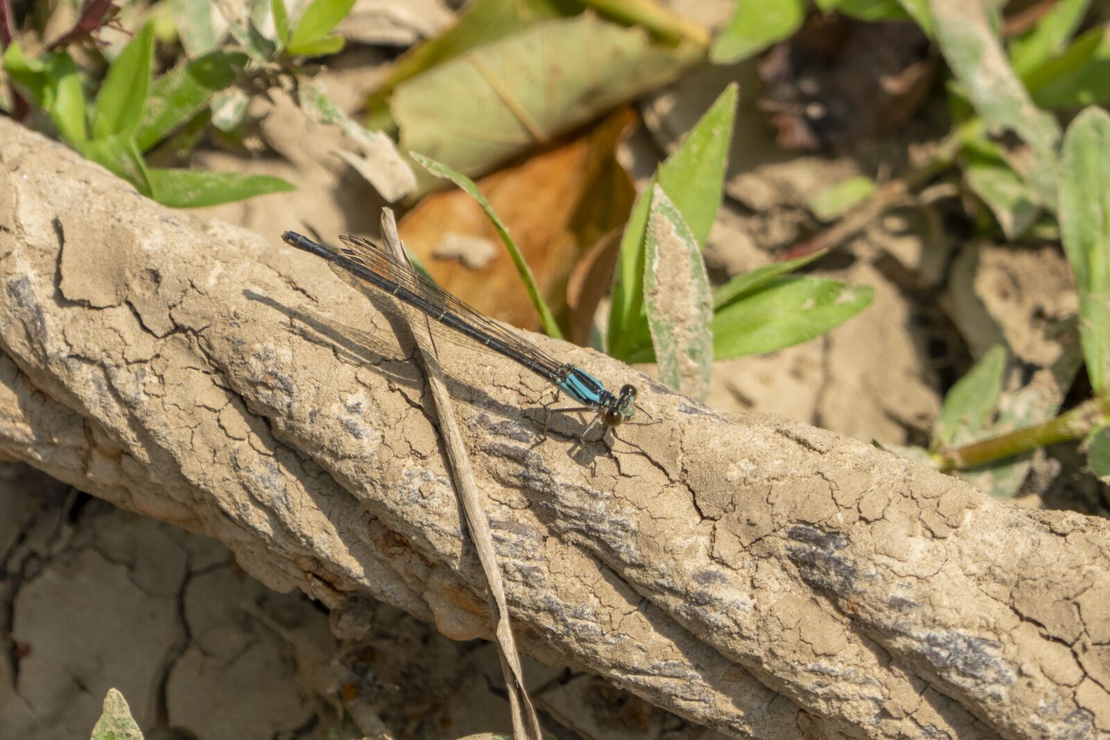 Panasonic Lumix DMC-FZ1000 sample photo. Dragonfly, blue, insect photography