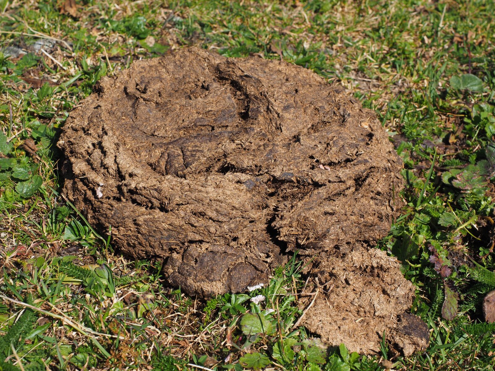 Olympus OM-D E-M1 + Olympus M.Zuiko Digital ED 12-40mm F2.8 Pro sample photo. Cow dung, flat bread photography