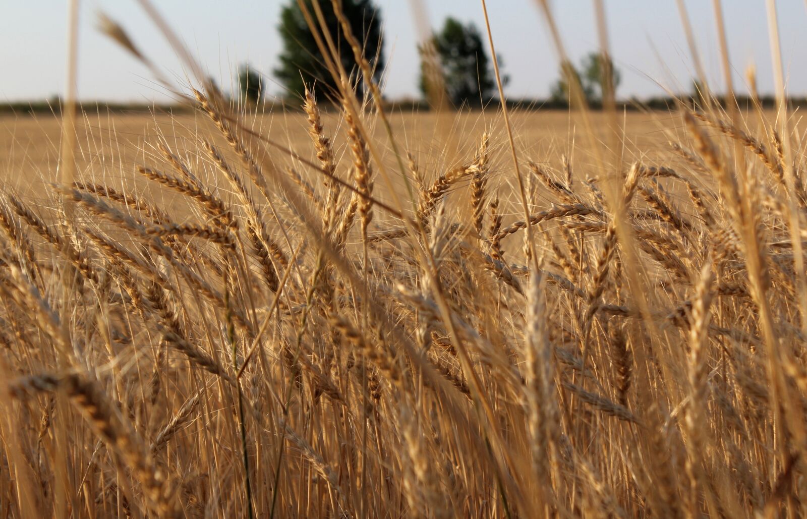 Canon EOS 550D (EOS Rebel T2i / EOS Kiss X4) sample photo. Wheat, harvest, agriculture photography