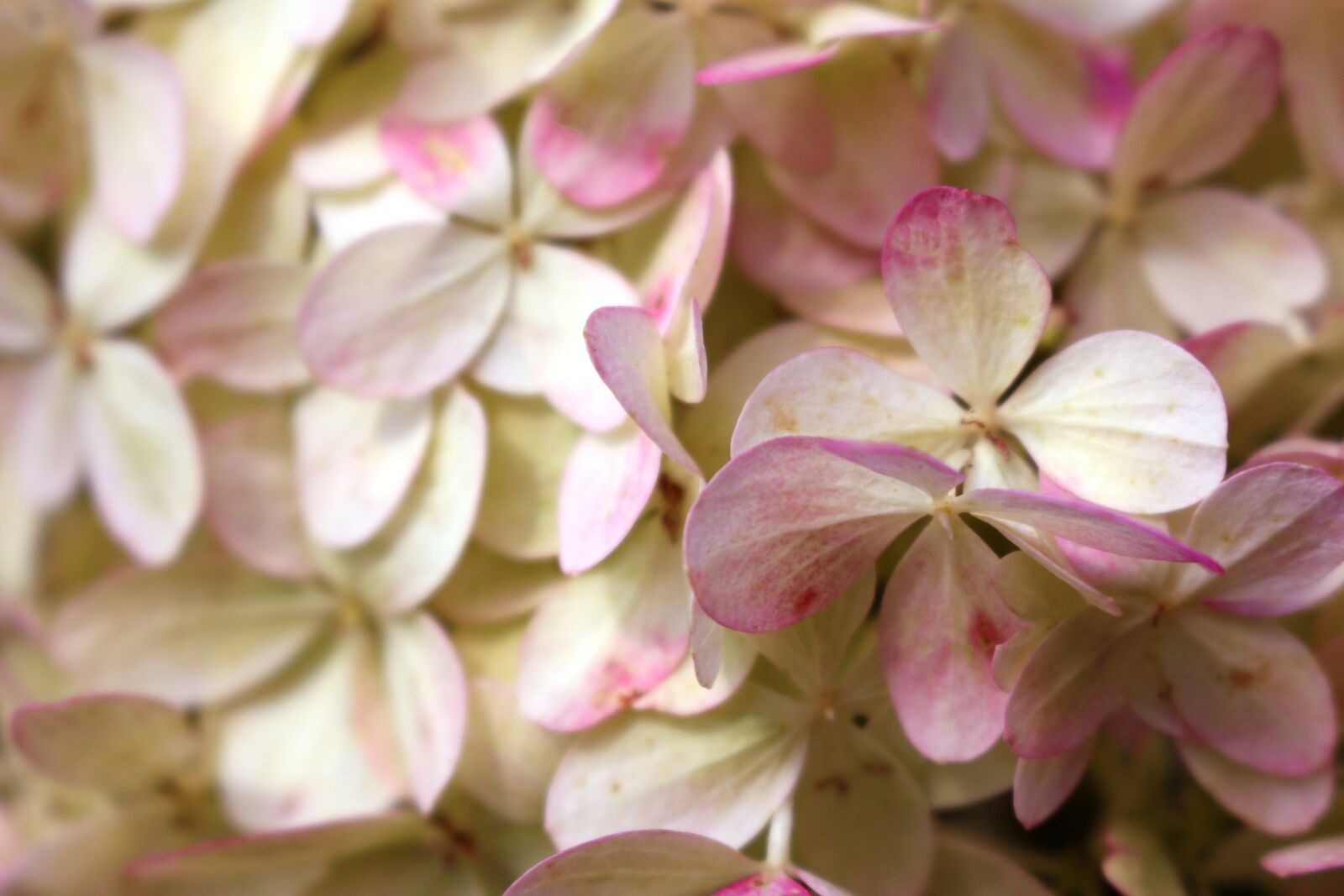 Canon EOS 700D (EOS Rebel T5i / EOS Kiss X7i) sample photo. White-pink flowers, romantic, dusky photography
