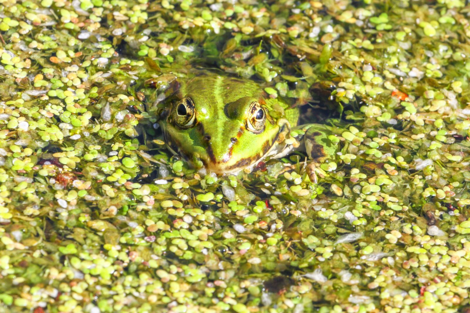 Canon EF 100-400mm F4.5-5.6L IS USM sample photo. Frog, amphibian, nature photography