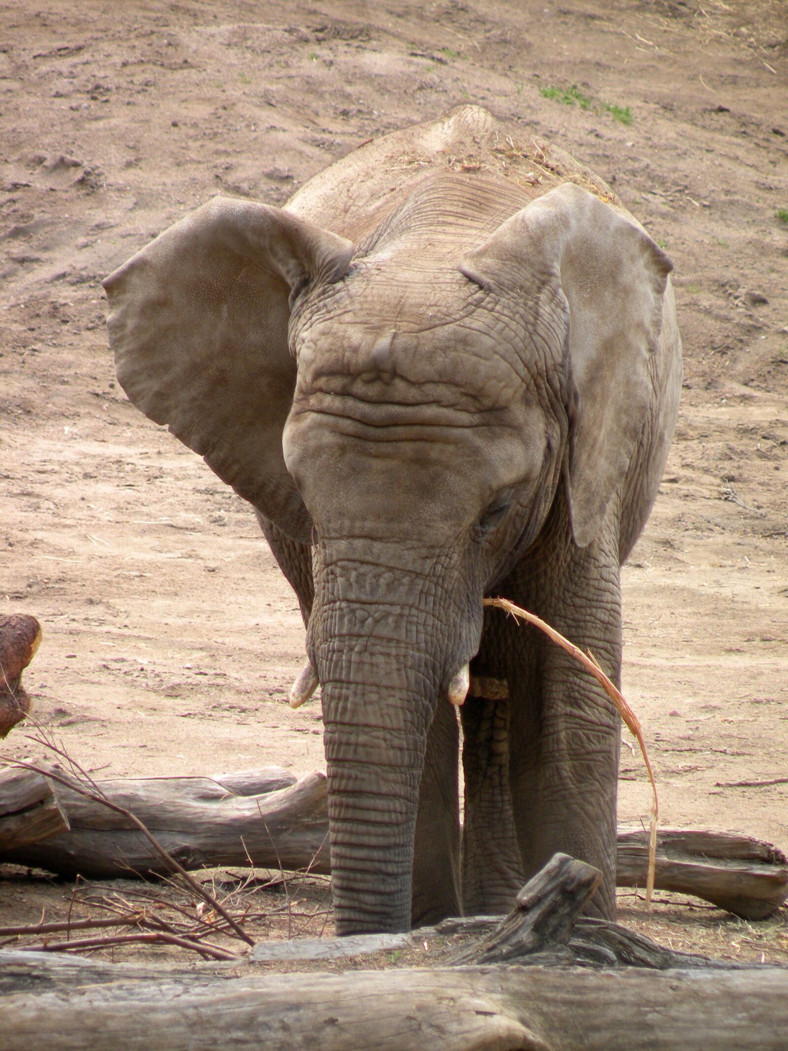 Nikon Coolpix P80 sample photo. Elephant, animals, proboscis photography