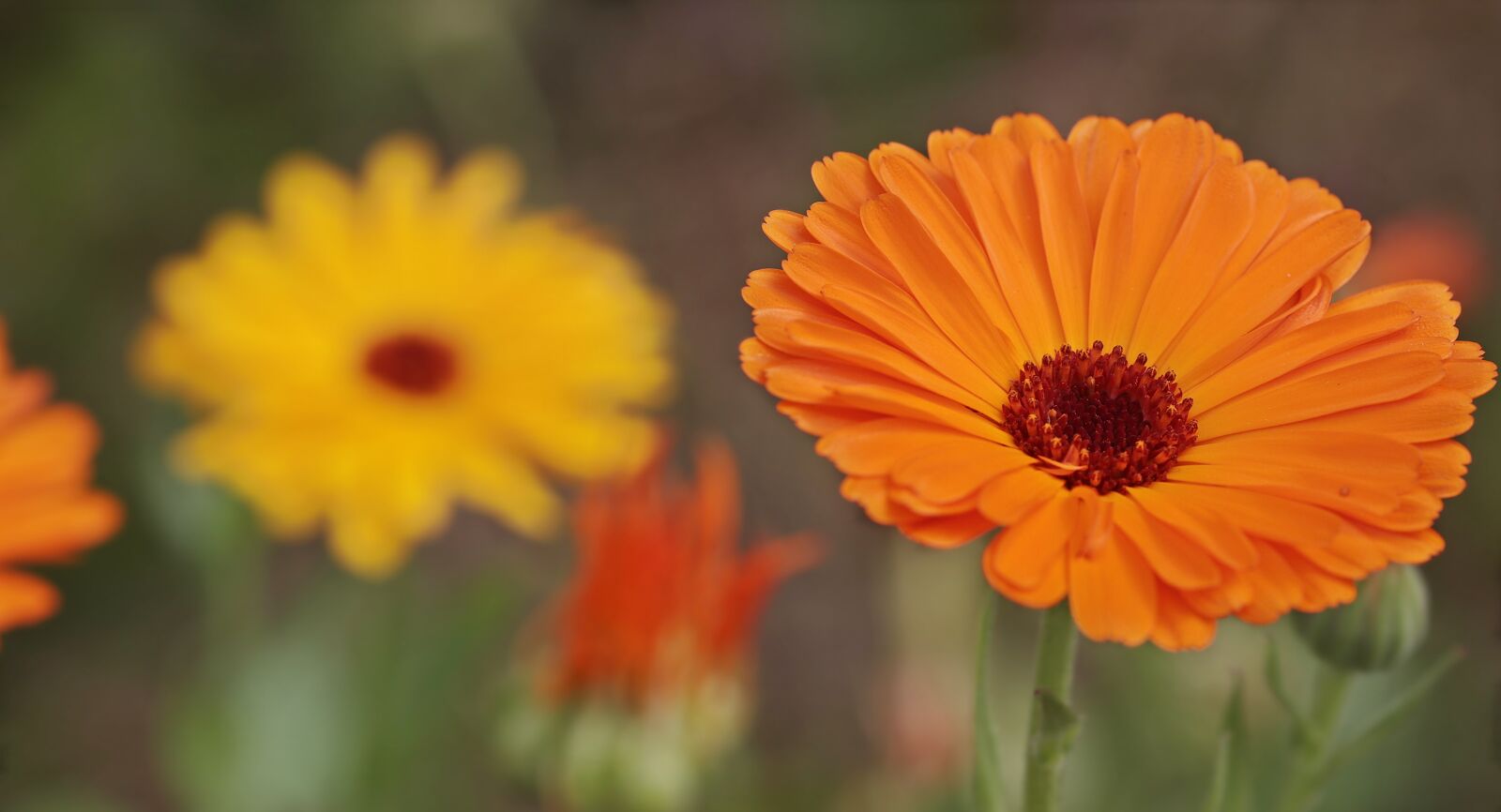 Canon EOS 80D sample photo. Wildflowers, orange flower, yellow photography