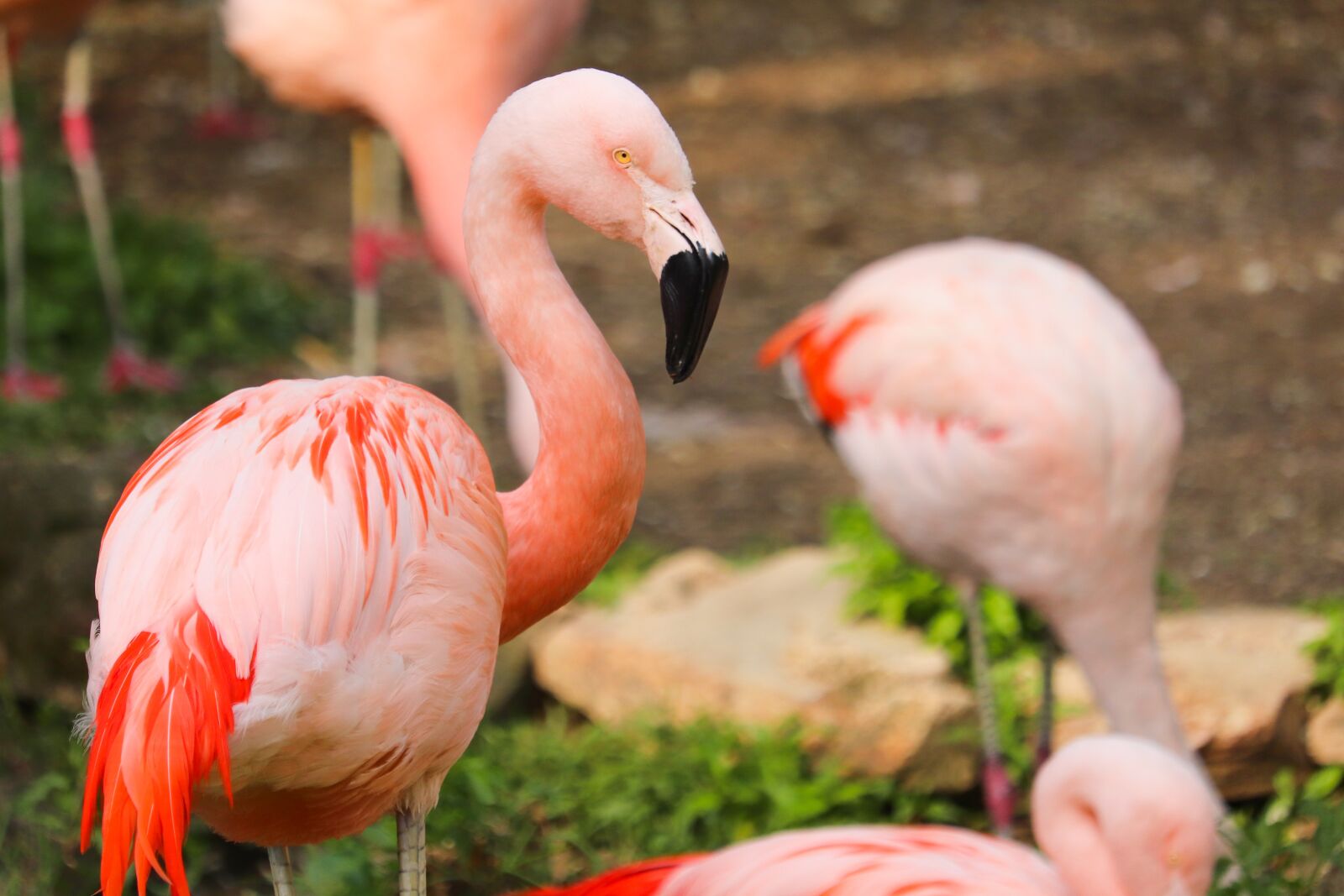 Canon EOS 800D (EOS Rebel T7i / EOS Kiss X9i) sample photo. Flamingo, pink, bird photography