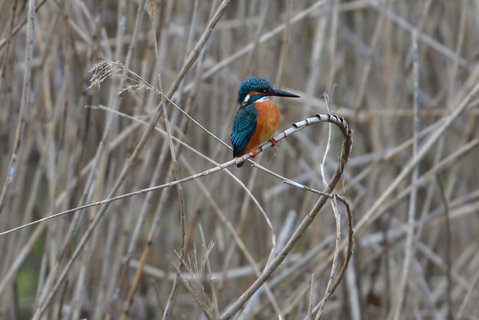 Nikon D500 sample photo. Bird, natural, wild animals photography