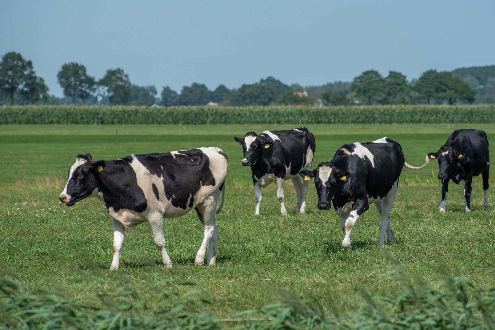 Nikon D750 sample photo. Young cows, animals, agriculture photography
