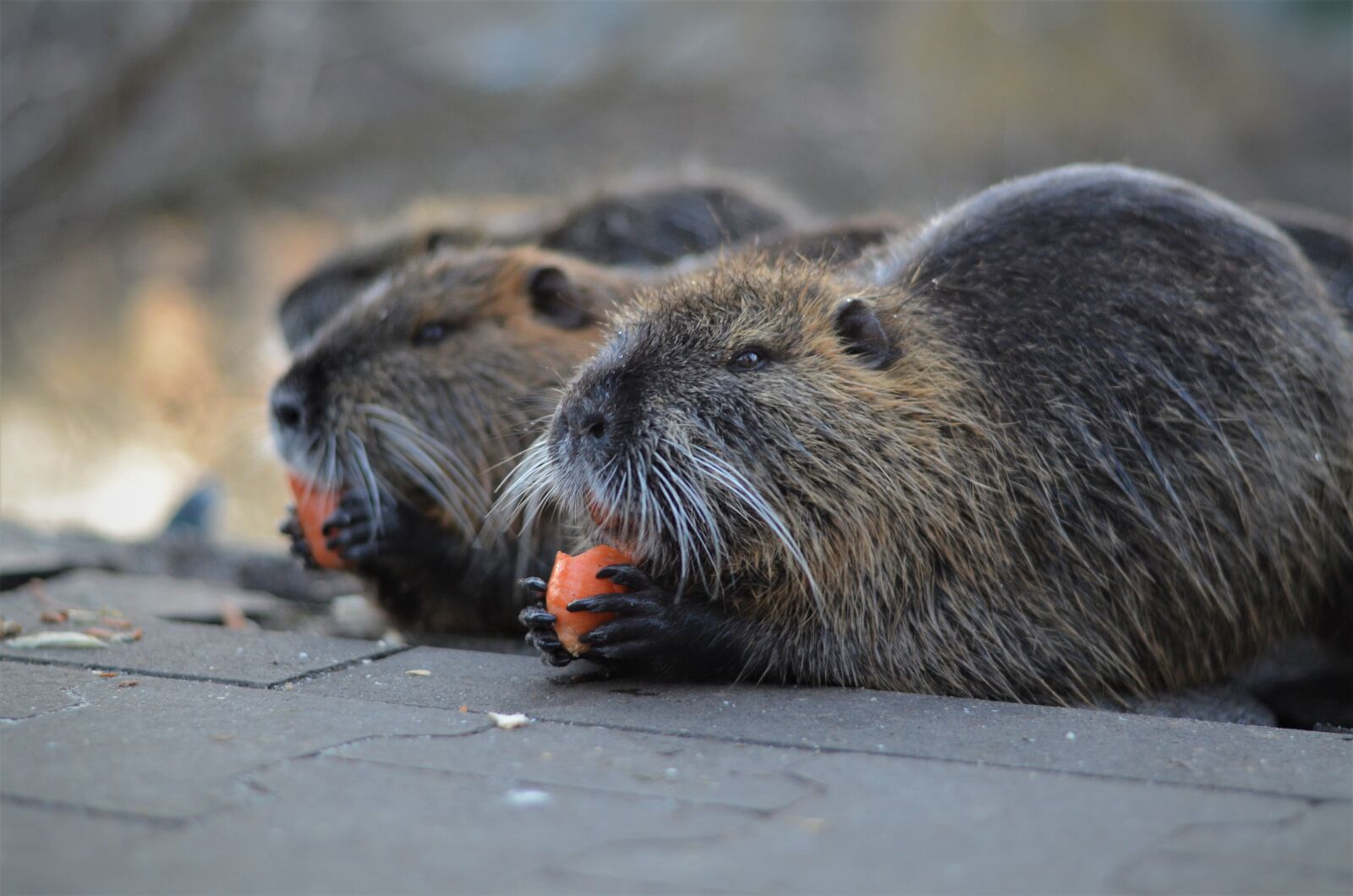 Nikon D5100 sample photo. Coypu, nature, nutria photography