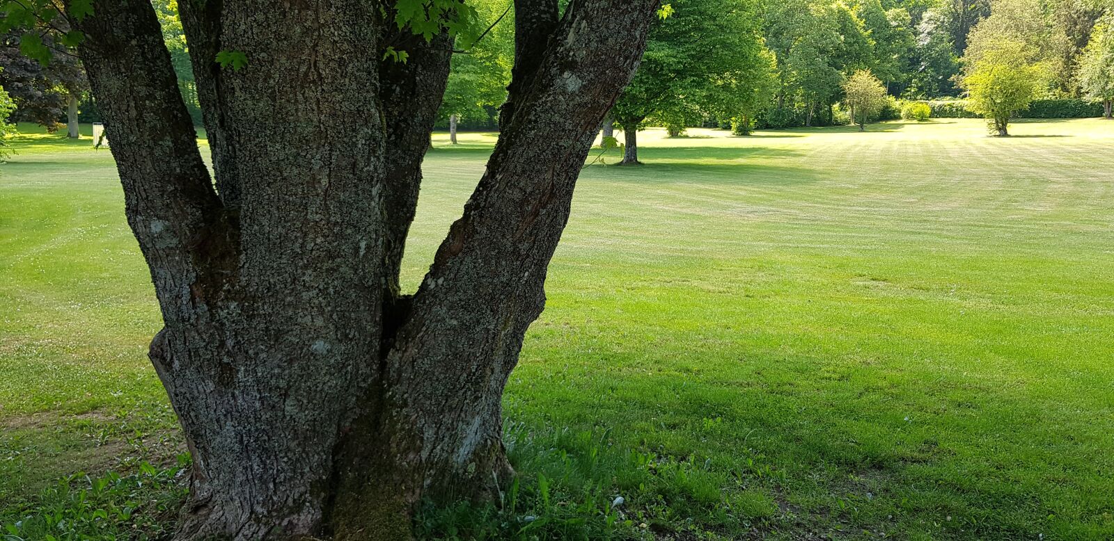 Samsung Galaxy S8 sample photo. Tree, green, meadow photography