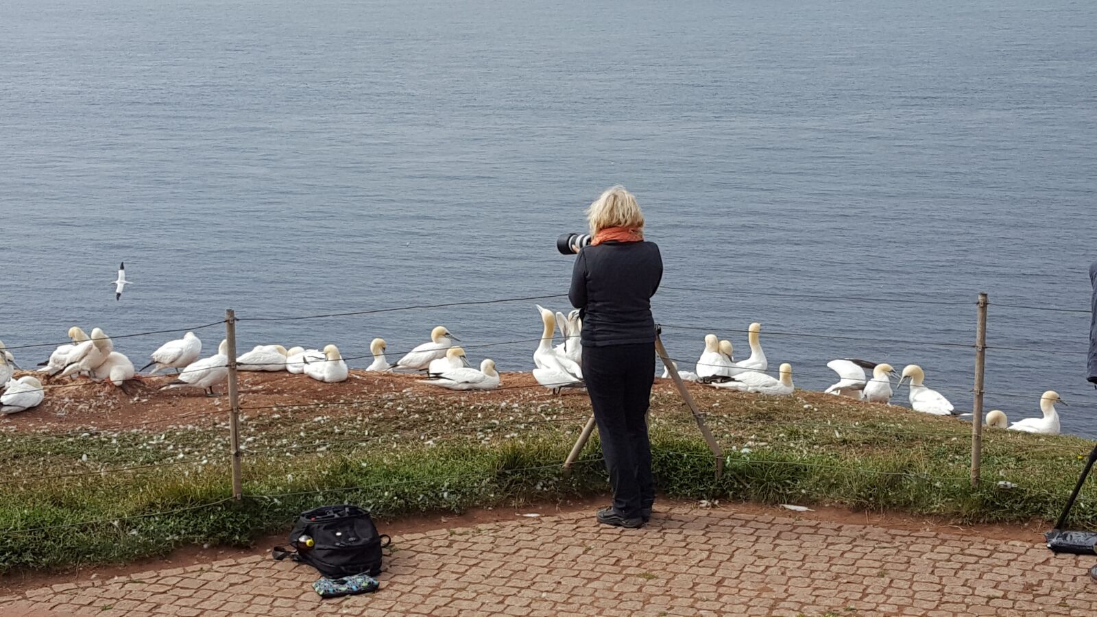 Samsung GALAXY S6 edge sample photo. Helgoland, rock, north sea photography