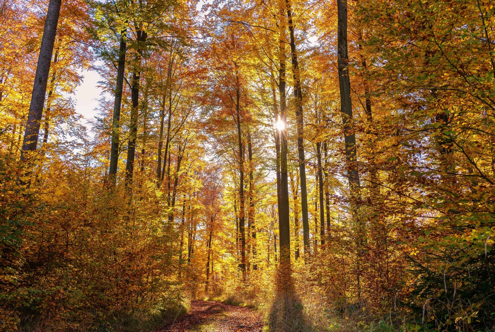 Nikon D3300 sample photo. Autumn, tree, leaf, wood photography