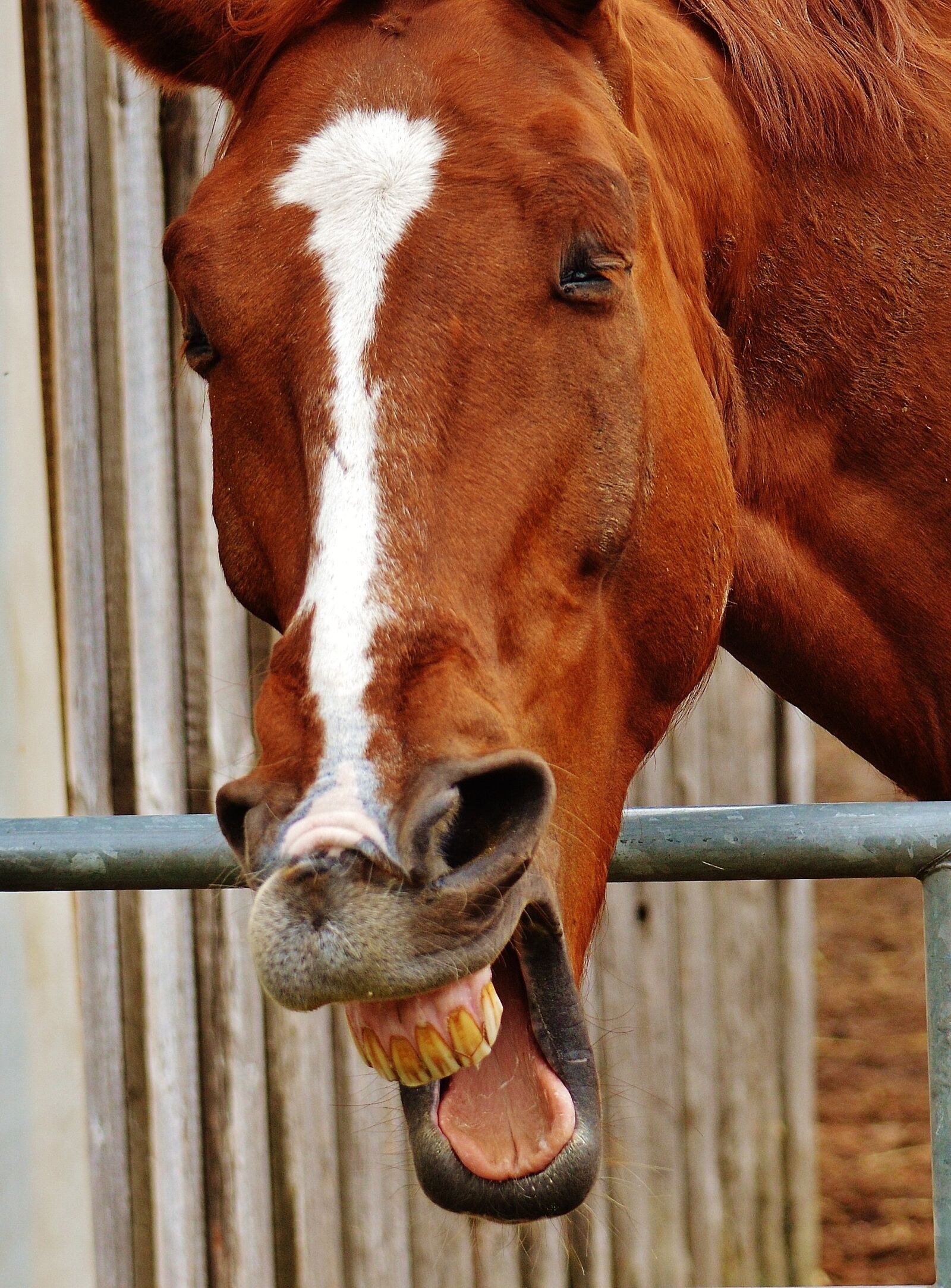 Nikon D3200 sample photo. Horse, funny, laugh photography
