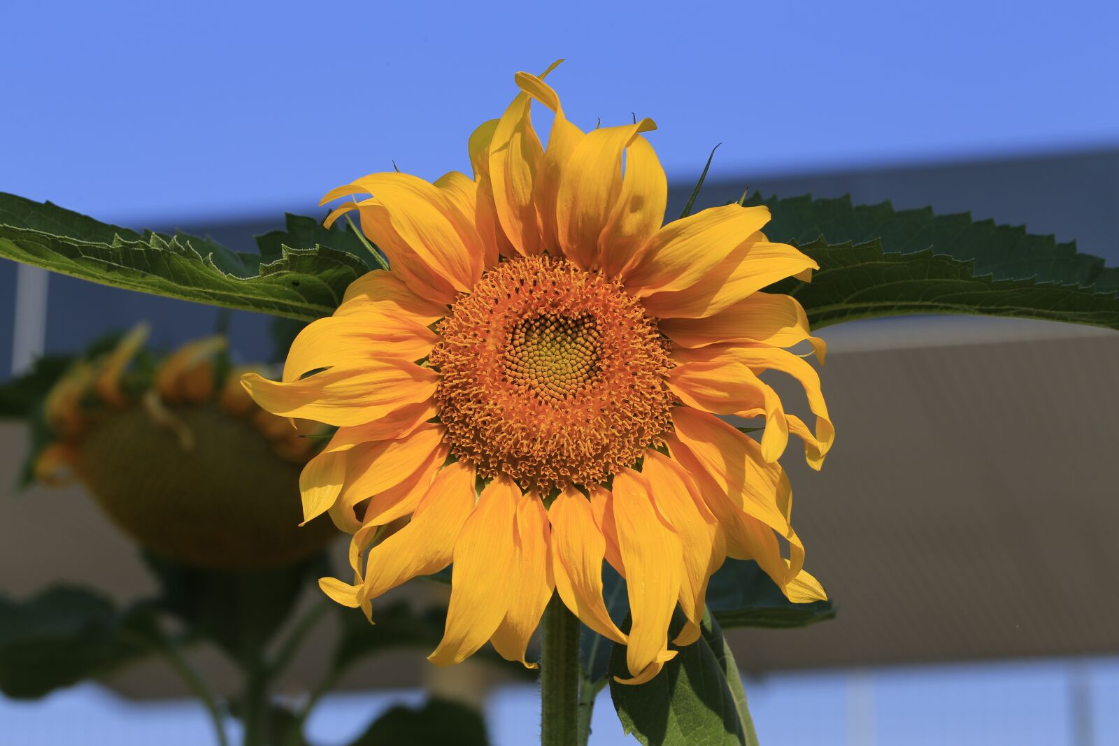 Canon EOS-1D X + Canon EF 100mm F2.8L Macro IS USM sample photo. Sunflower, edit, flower photography