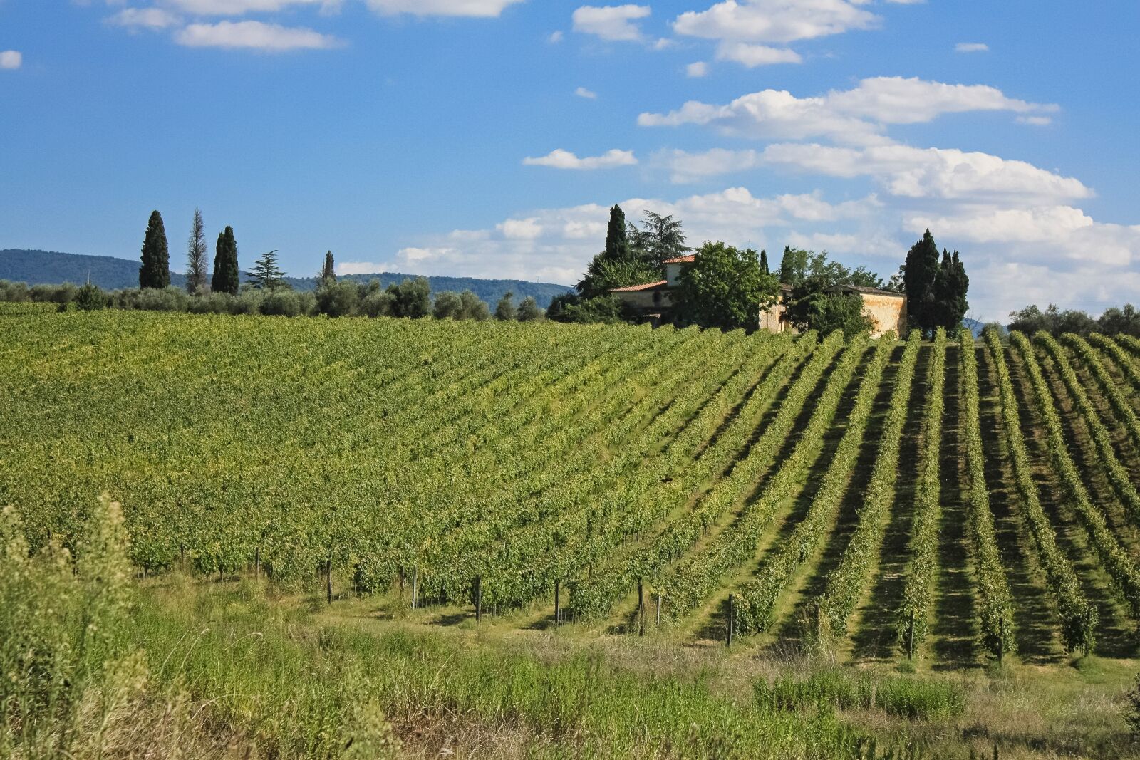 Canon EOS 450D (EOS Rebel XSi / EOS Kiss X2) sample photo. Toscana, italy, vine photography