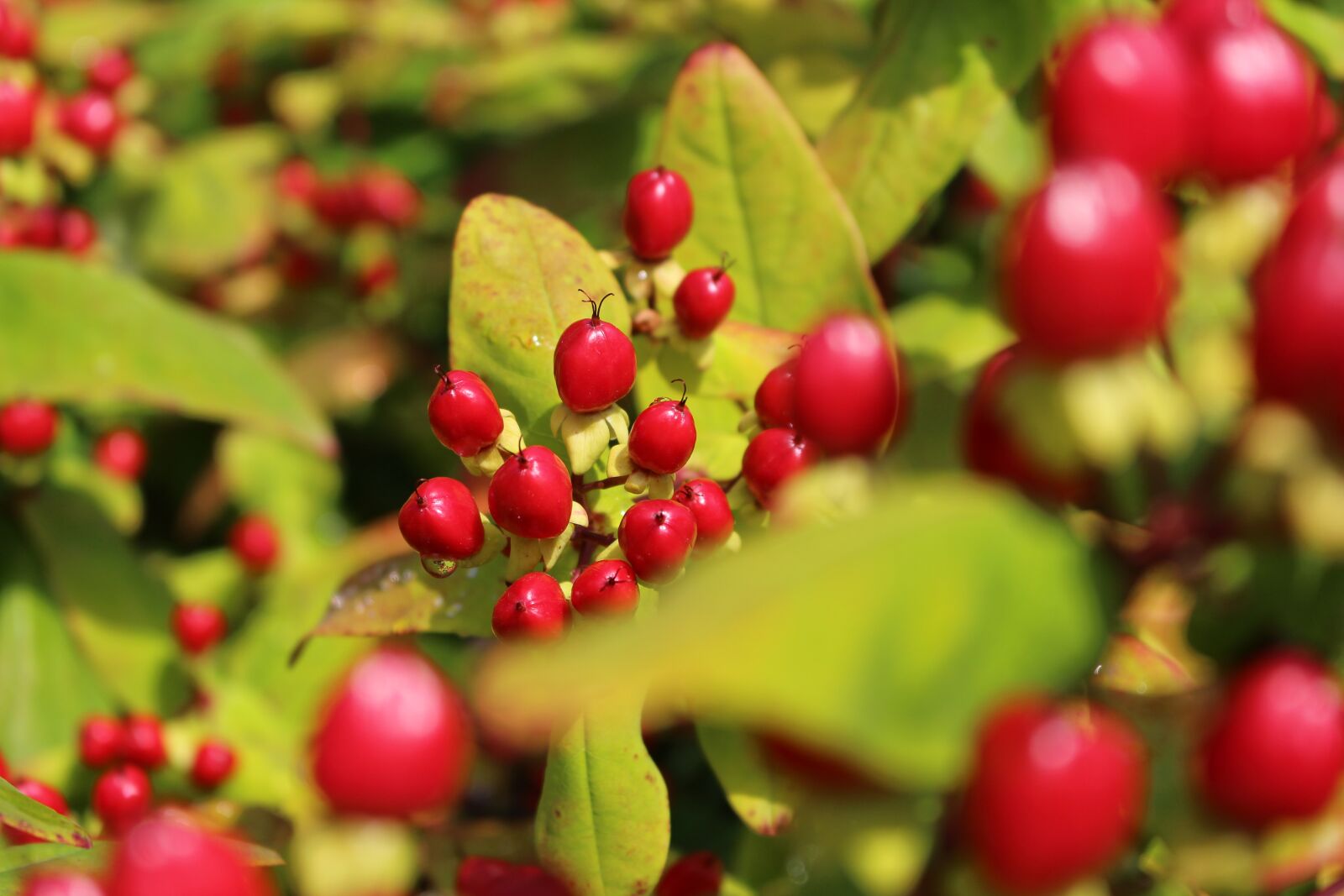 Canon EOS 100D (EOS Rebel SL1 / EOS Kiss X7) sample photo. Berry, fruit, nature photography