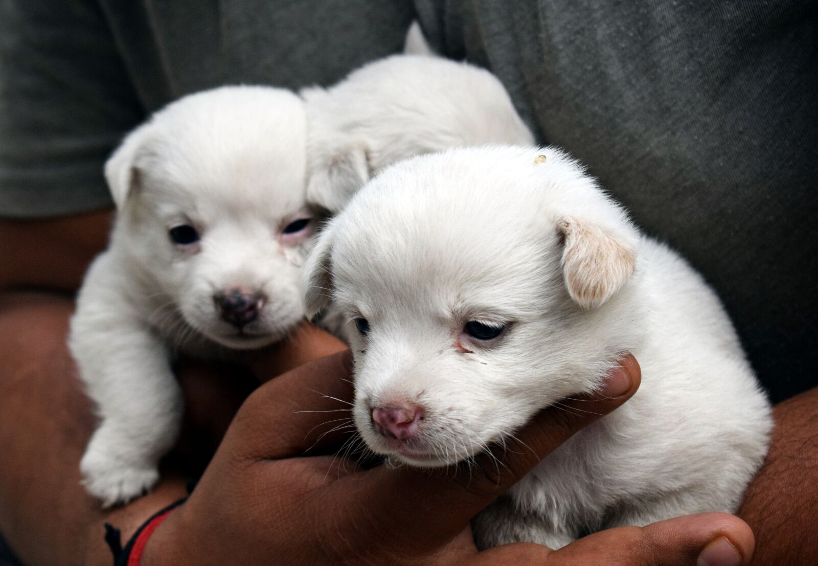 Nikon D3300 sample photo. Cute, newborn, puppies photography