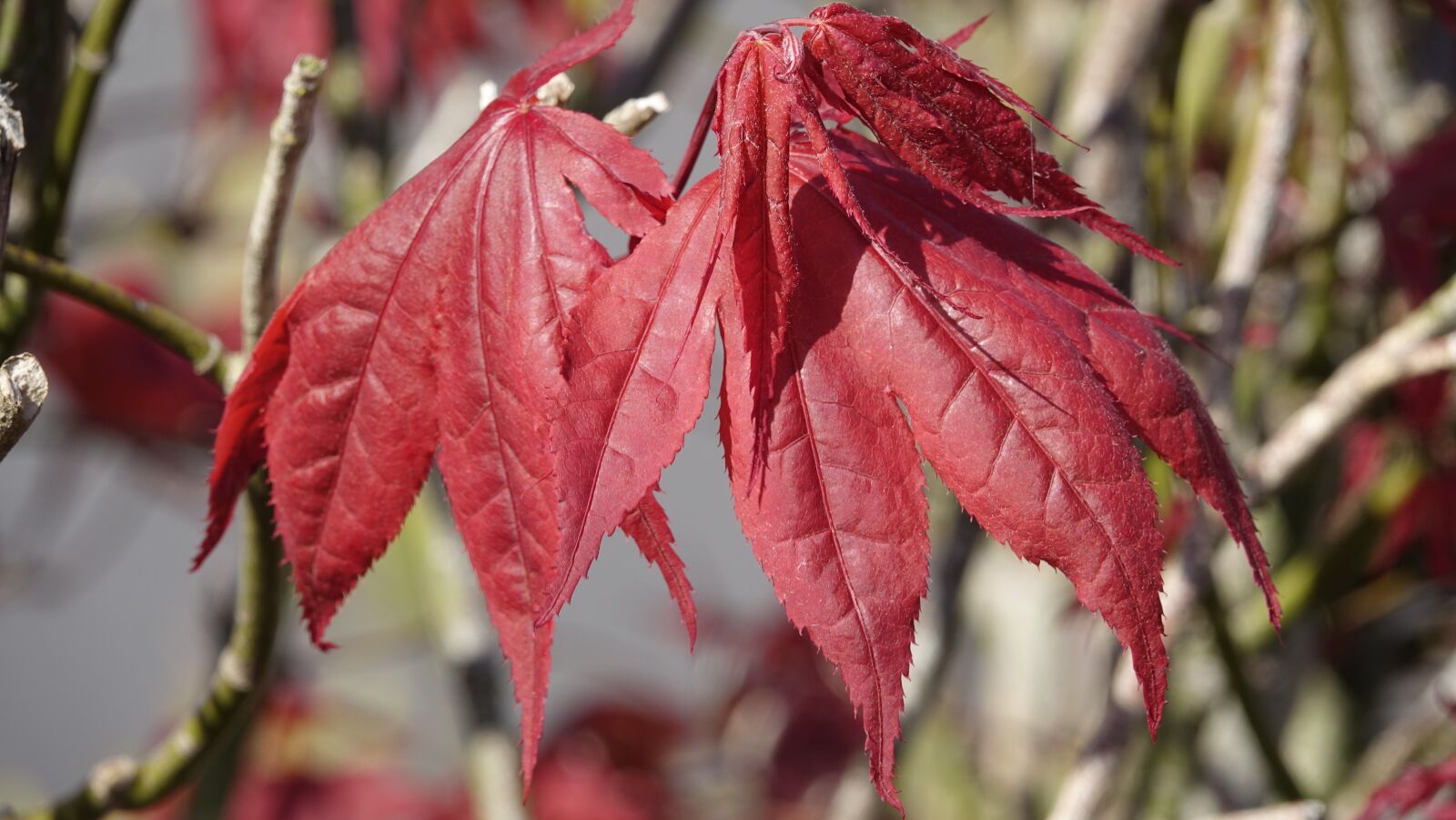 Sony Cyber-shot DSC-RX10 III sample photo. Leaf, fall, nature photography