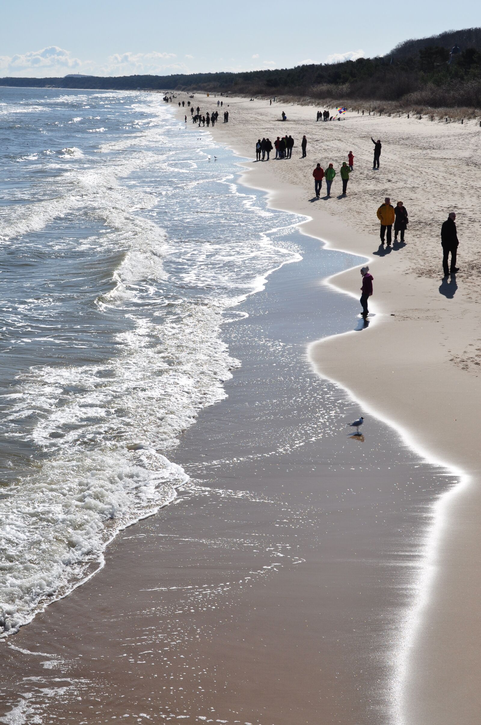Nikon D5000 sample photo. Baltic sea, beach, gull photography