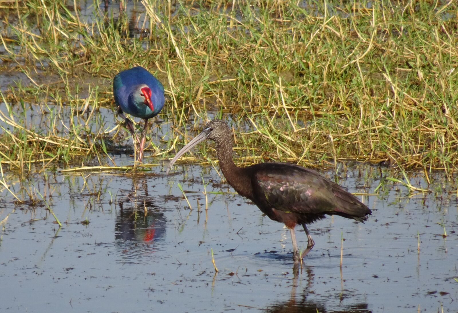 Sony Cyber-shot DSC-HX90V sample photo. Glossy ibis, wader, plegadis photography