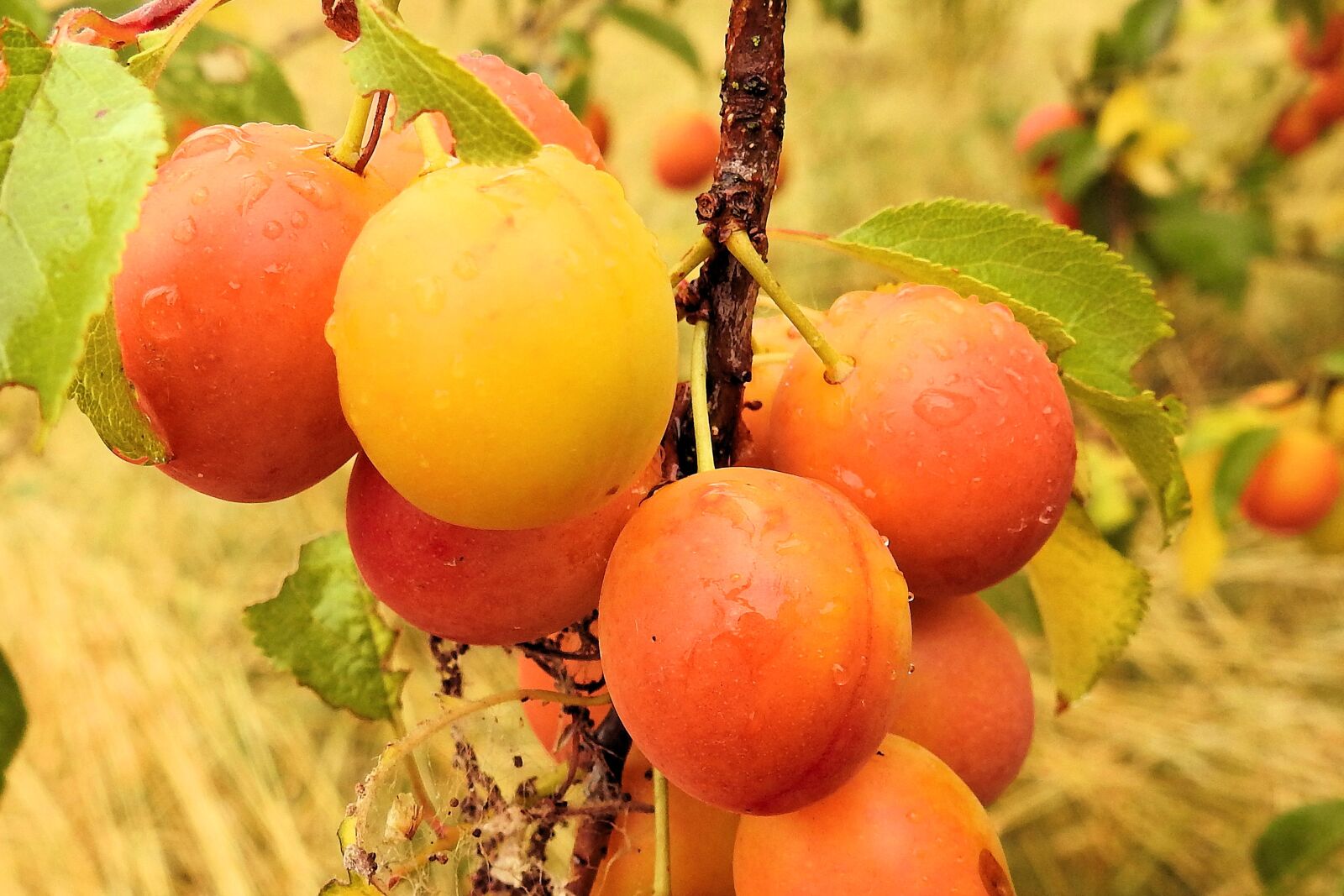 Nikon Coolpix P900 sample photo. Yellow plums, cherry plum photography
