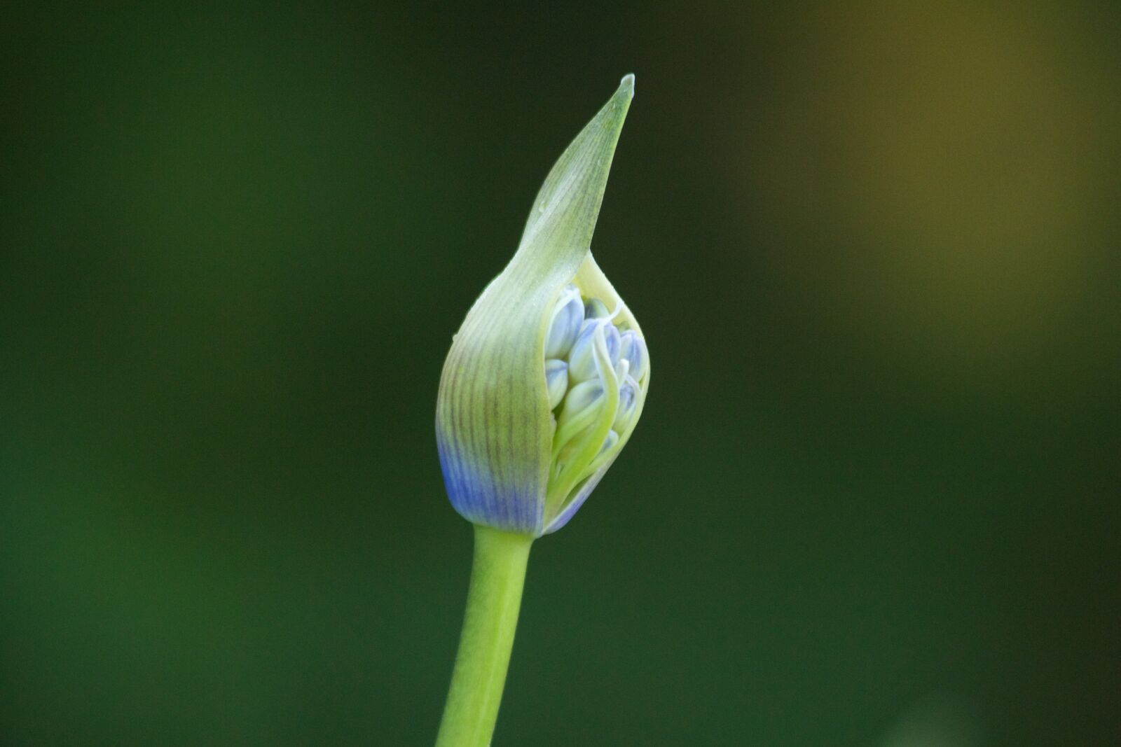Canon EOS 550D (EOS Rebel T2i / EOS Kiss X4) sample photo. Agapanthus, inflorescence, flora photography
