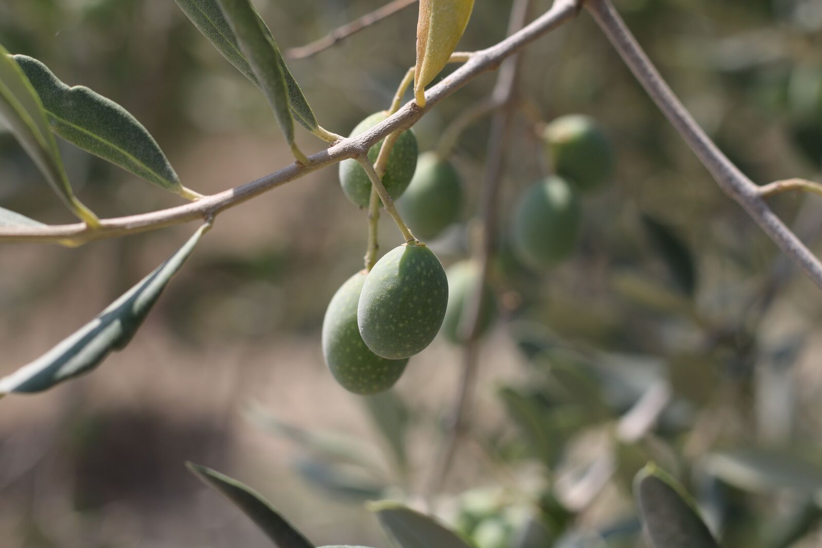 Canon EOS 70D + Canon EF 50mm F1.8 STM sample photo. Olives, olive branch, fruit photography