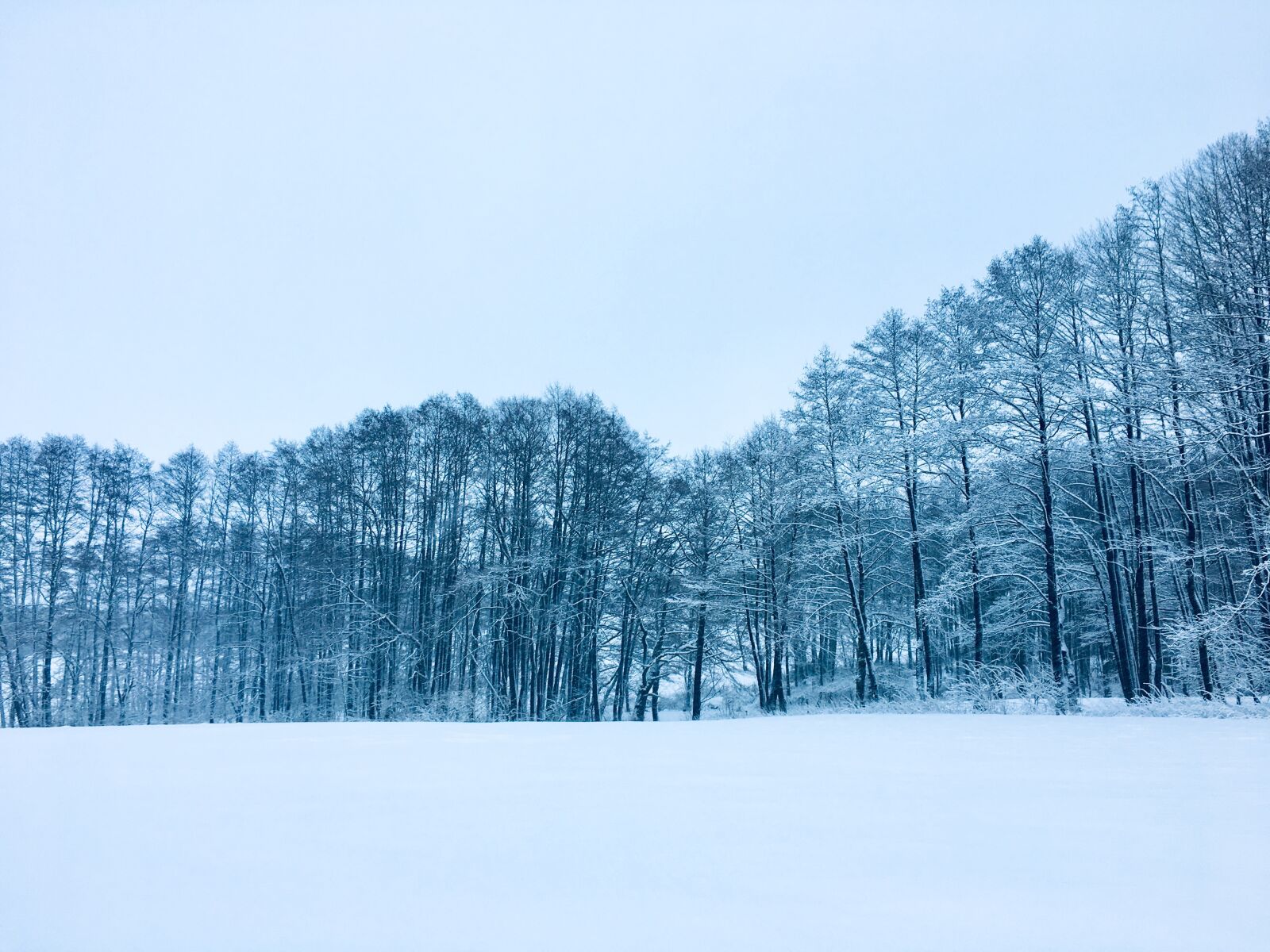 Apple iPhone 6s sample photo. Wintry, winter, snow photography