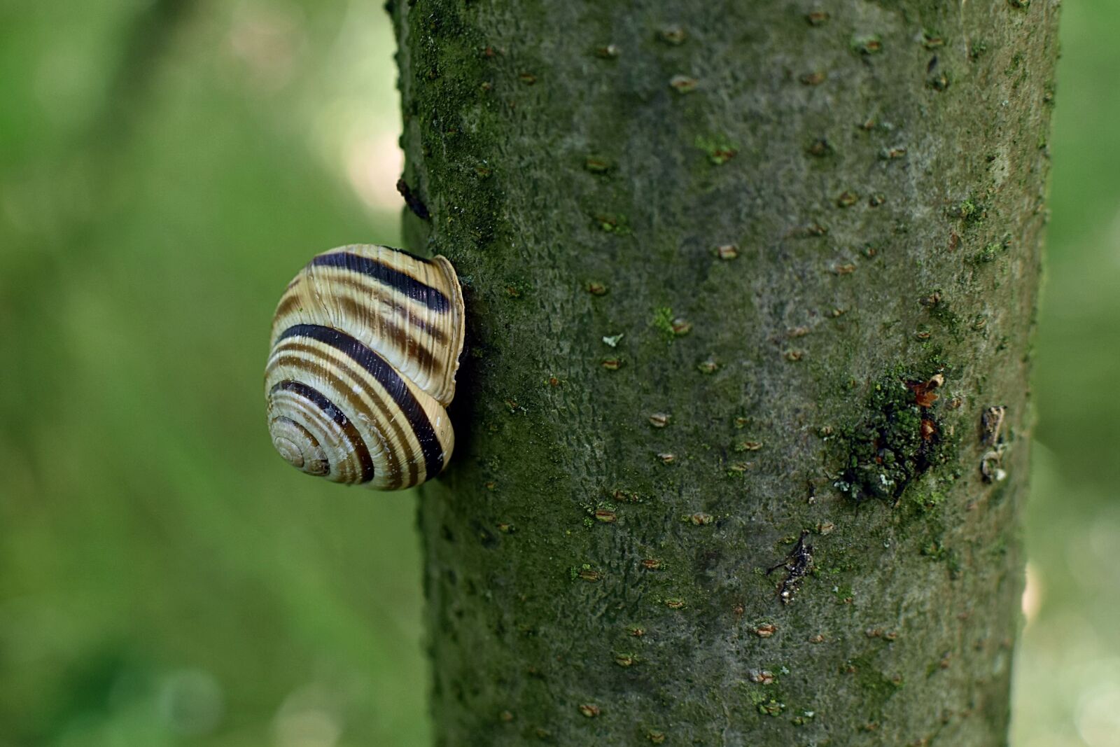 Nikon D7200 sample photo. Snail, nature, animal photography