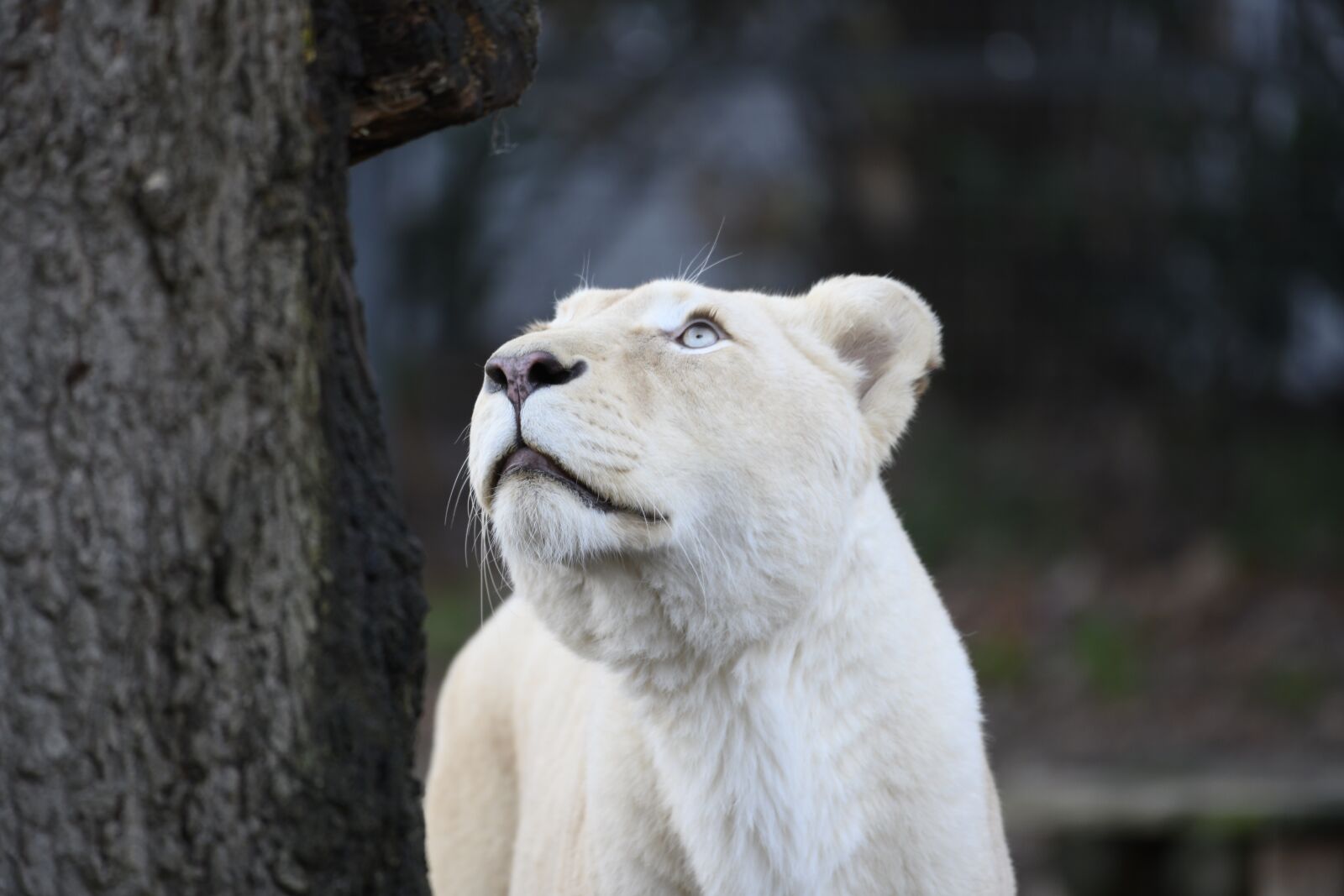 Nikon Z7 sample photo. White lioness, lioness, predator photography