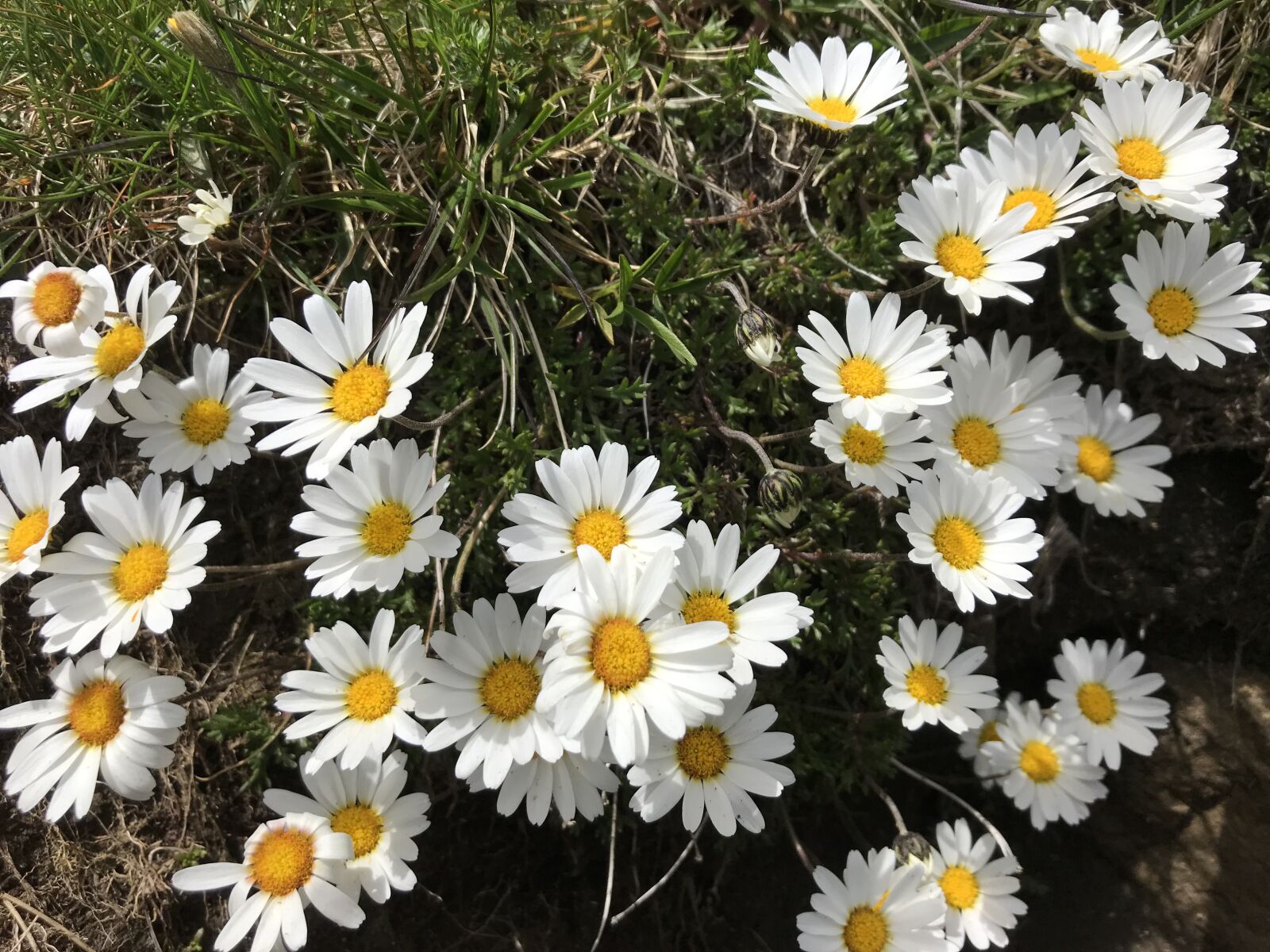iPhone 7 back camera 3.99mm f/1.8 sample photo. Towards landarenca, alpine daisy photography